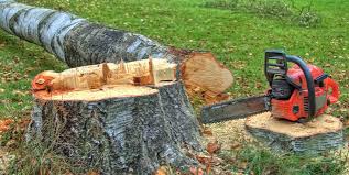 Best Arborist Consultation Services  in Rainbow, CA