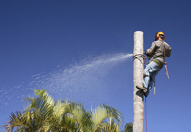 Best Lawn Maintenance Plans  in Rainbow, CA