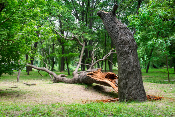 Best Lawn Renovation and Restoration  in Rainbow, CA