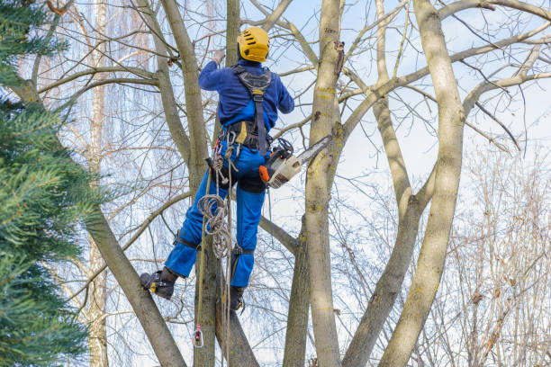Best Utility Line Clearance  in Rainbow, CA