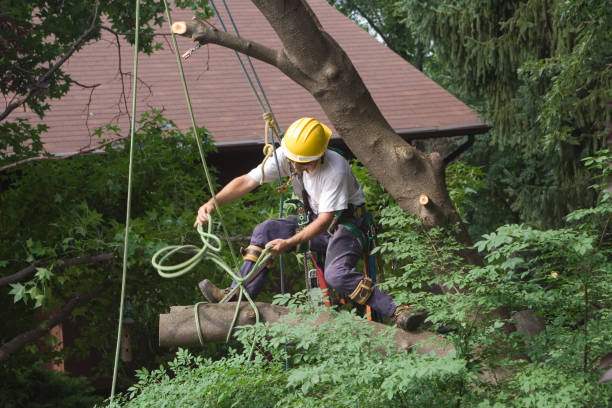 Best Tree Mulching  in Rainbow, CA