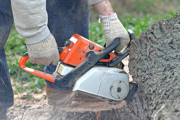 Best Tree and Shrub Care  in Rainbow, CA