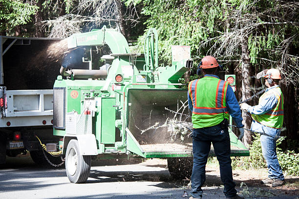 Best Commercial Tree Services  in Rainbow, CA