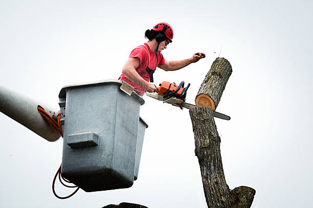 Best Root Management and Removal  in Rainbow, CA