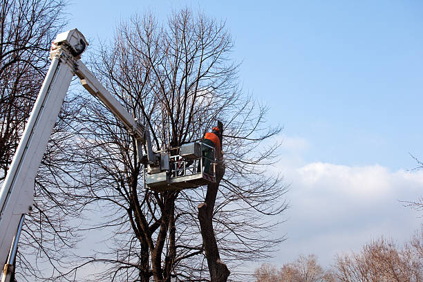 Best Tree Trimming and Pruning  in Rainbow, CA