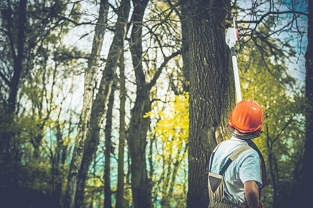 How Our Tree Care Process Works  in  Rainbow, CA