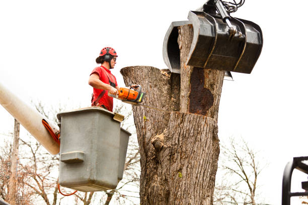 Best Leaf Removal  in Rainbow, CA